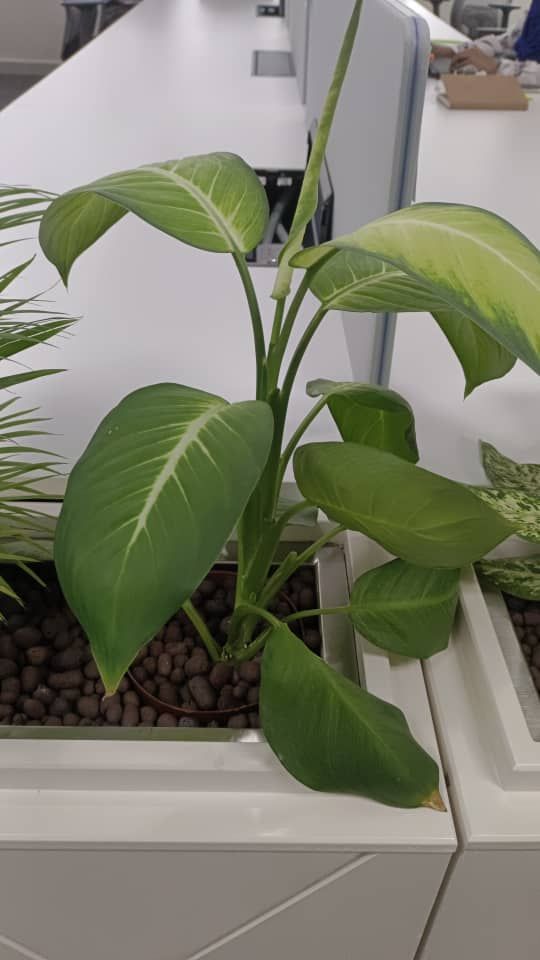 QS Pokok Bunga Dumbacane 2