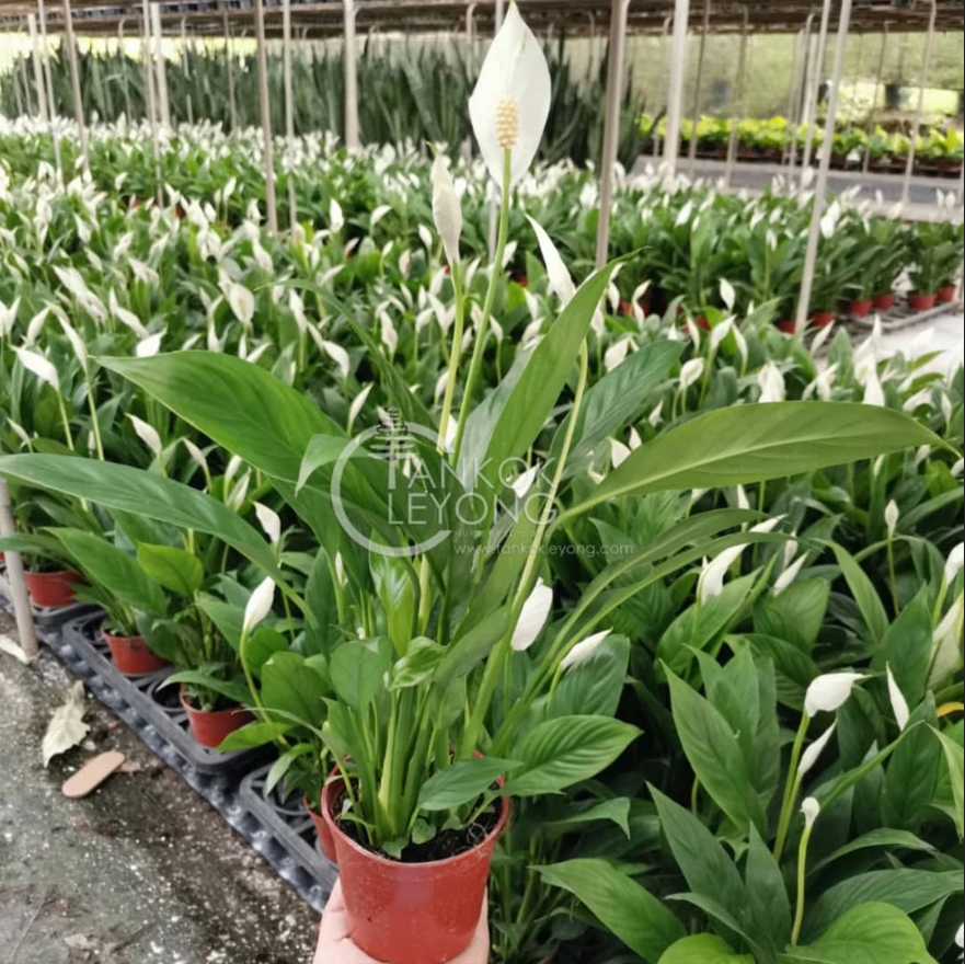 Live Plnat Peace Lily Spathiphyllum Mojo with White Flower - Live Plnat
