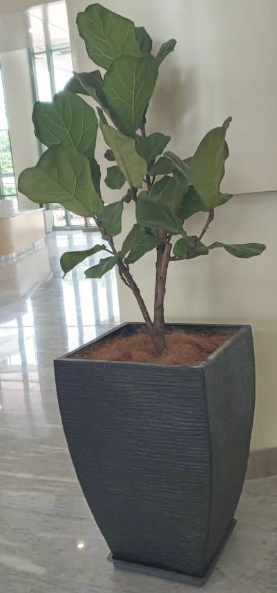 QS Pokok + Pasu