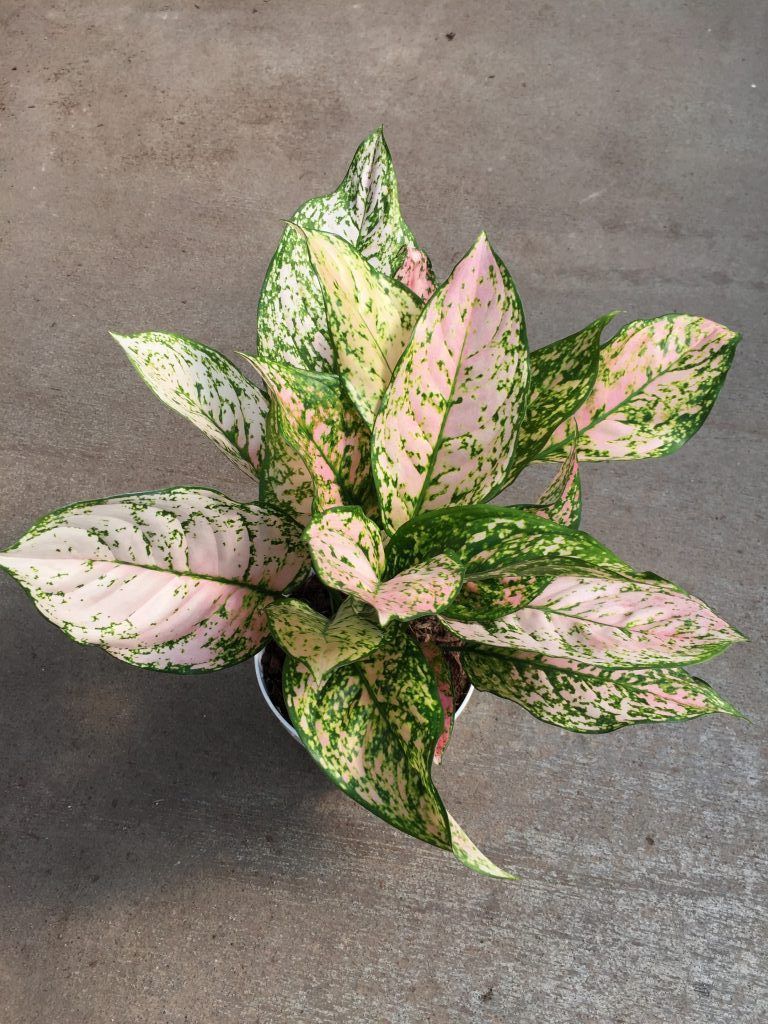Aglaonema(etta rose)