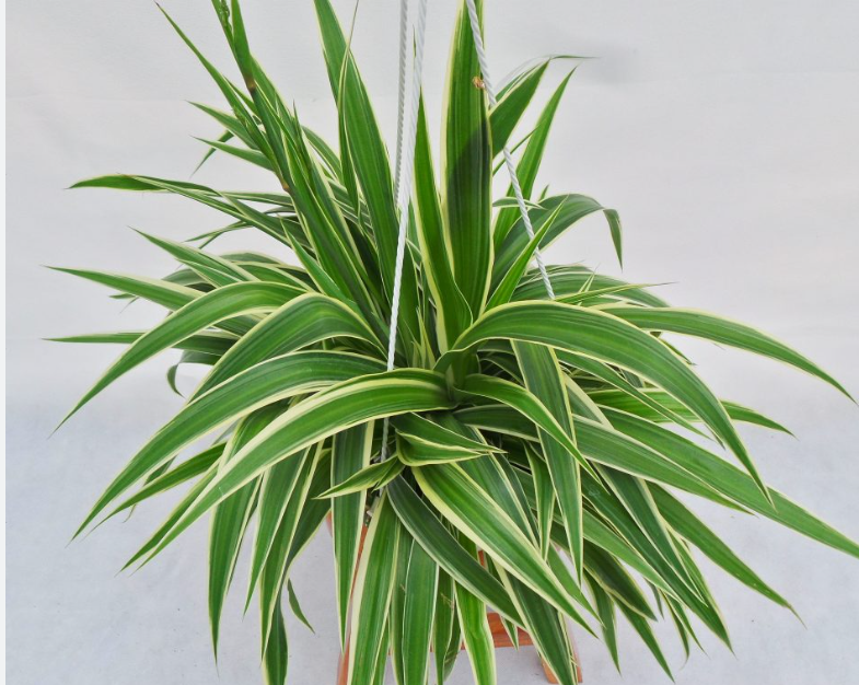 LIve Spider plant 8cm