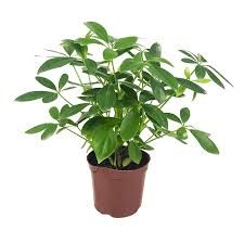 Others Pot Schefflera (P90)
