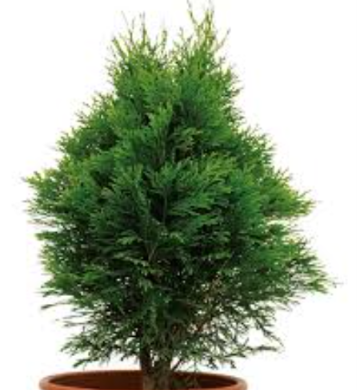 NURSERY ITEM ITEM: Thuja Orientalis 3ft