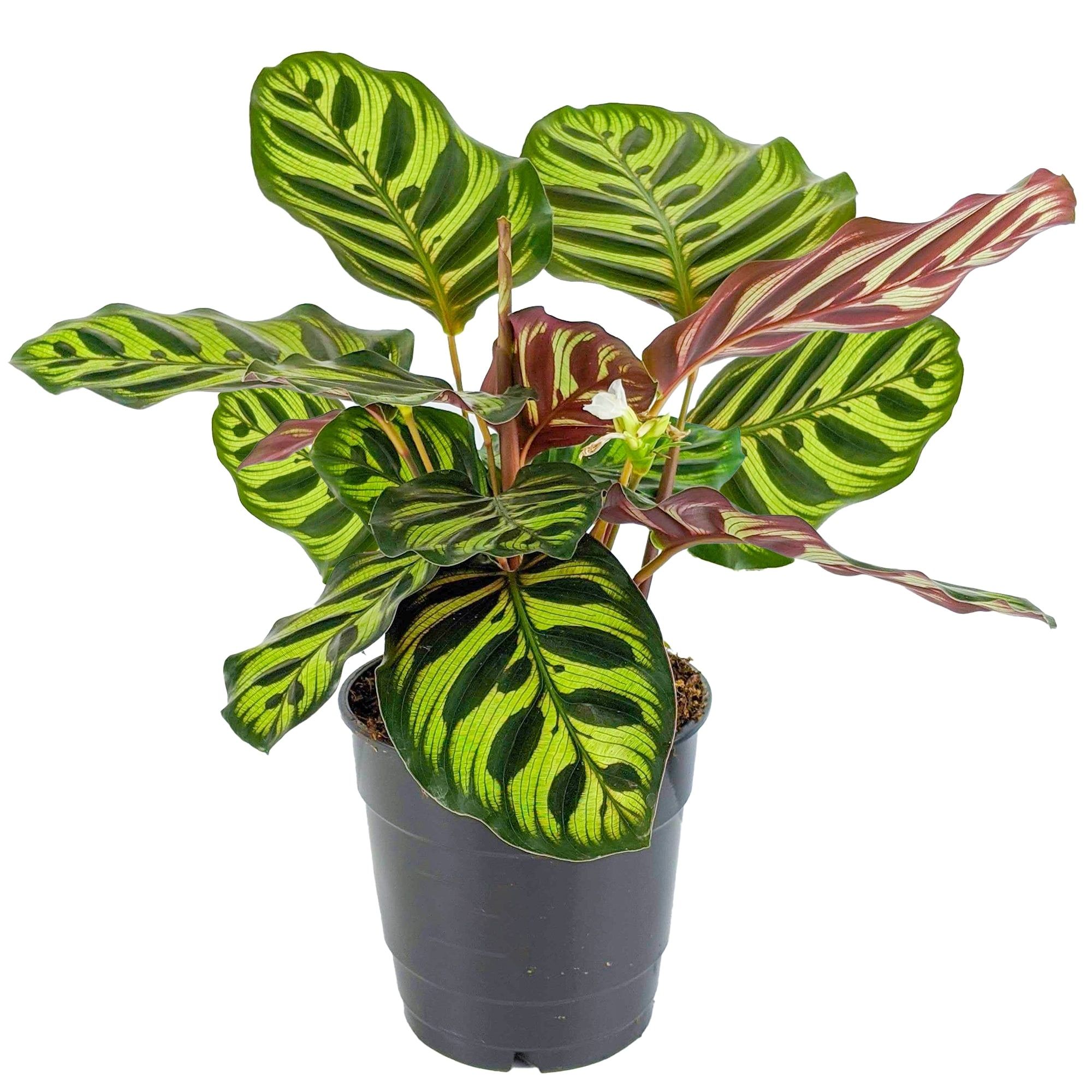 Calathea (Makoyana)