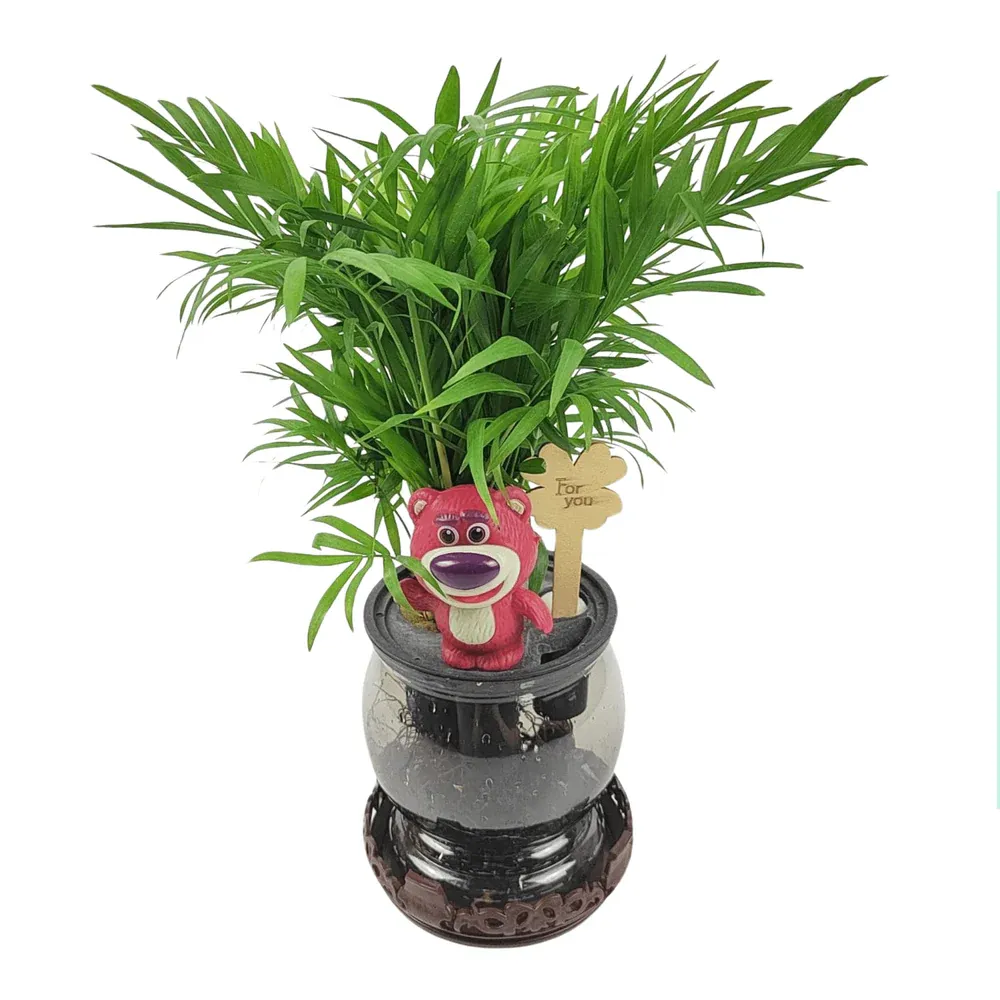 Others Sansevieria P110 (Hydroponic Pot)