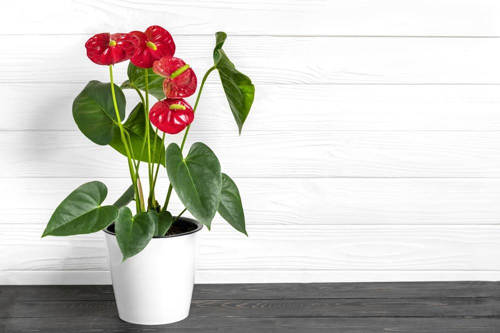 Anthurium Andraeanum Plant Flamingo Lily