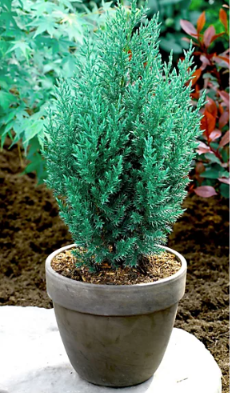 NURSERY ITEM ITEM: Juniperus Chinensis 5ft