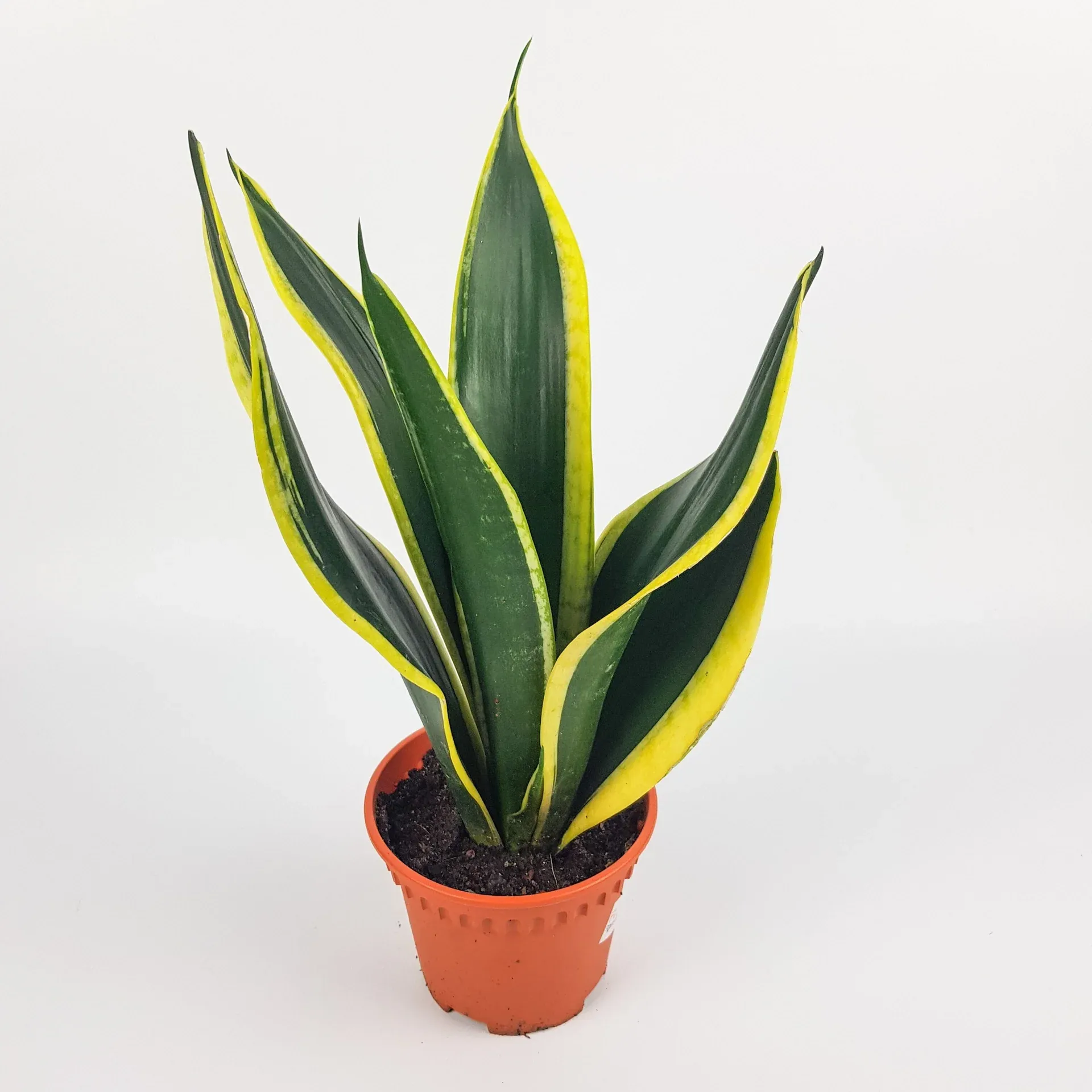 Others Sansevieria Superba (P120)