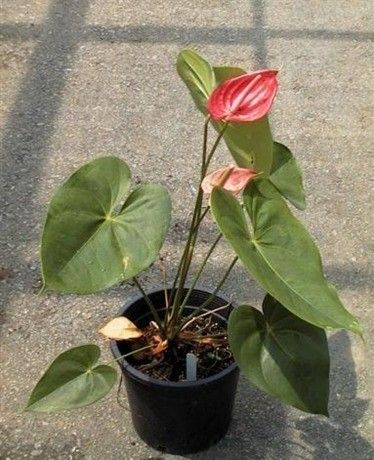 Anthurium Andraeanum (Flamingo Lily) 35cm