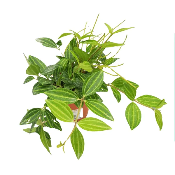 Others Peperomia Angulata (P85)