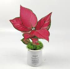 Others Aglaonema Ruby P110 (Hydroponic Pot)