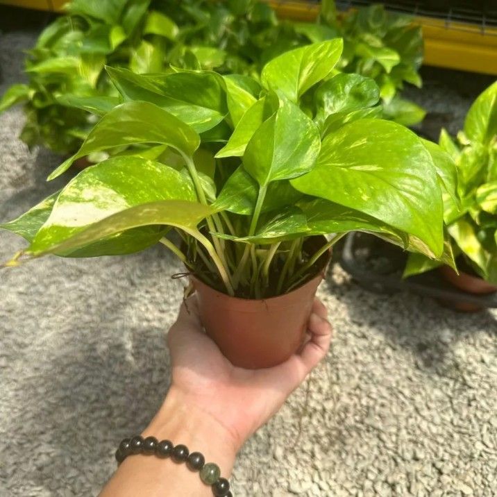 OEM Epipremnum Aureum Golden (Golden Pothos)