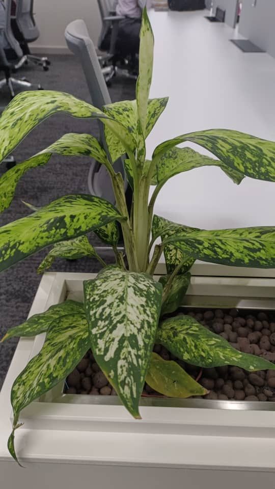 Pokok Bunga Dumbacane 1