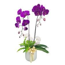 Others MYPH02 - Phalaenopsis Orchid (2 Stalks)