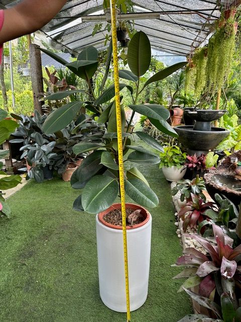 Pokok ficus elastica berserta Pasu 150cm