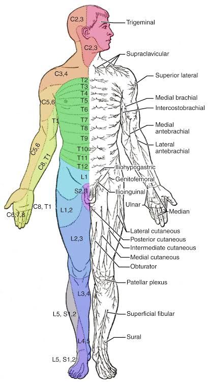 QP EPIDURAL CHART