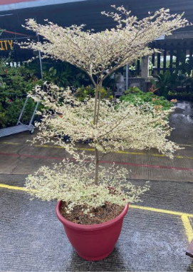 NURSERY ITEM ITEM: Bucida Variegated 6-7ft