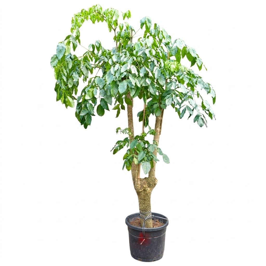 REAL PLANT - Radermachera Hainanensis Outdoor (China Doll)