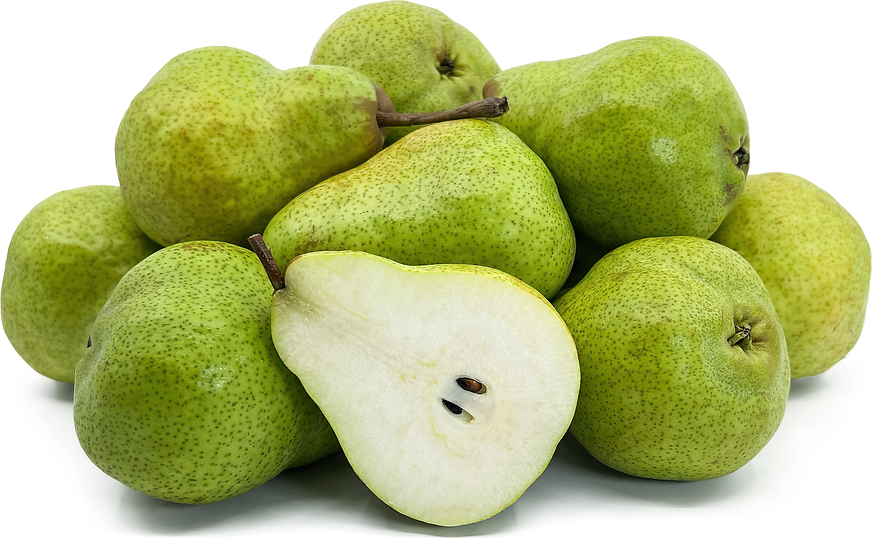 Packham Pear 1 X 10